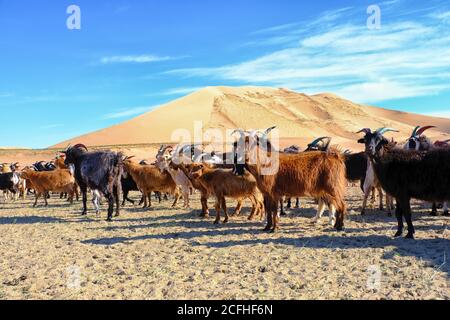 Una mandria di capre pascola sul confine del deserto sabbioso. Mongol-Els, Mongolia Occidentale. Foto Stock