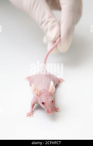 Scienziato che tiene il mouse di laboratorio nelle mani Foto Stock