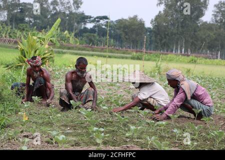 Un gruppo di lavoratori asiatici che lavorano (svezzando) in una giornata di sole in un campo agricolo. Agricoltori che lavorano insieme sul campo Foto Stock