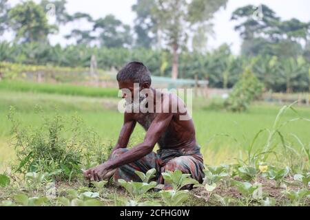 Un lavoratore asiatico (lavoratore diurno) che lavora (pulizia erbacce) su un campo di cavolfiore Foto Stock