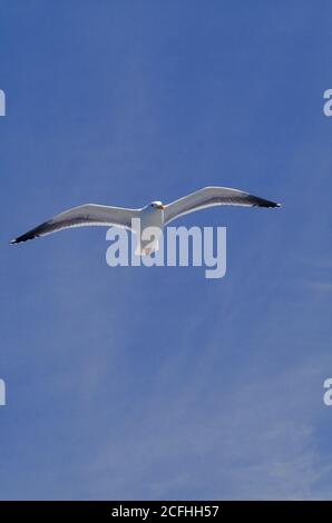 California Gull, Larus californi in volo sotto il cielo blu Foto Stock