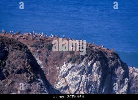 Pellicani che vagano su Pelican Rock vicino a Mendocino, California con l'Oceano Pacifico sullo sfondo Foto Stock