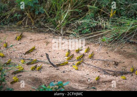 Locuste del deserto su strada sterrata, dopo aver nutrite su raccolti. È un gracshopper scioccante a corna corta nella famiglia Acrididae. Piaghe distruggere agricolo p Foto Stock