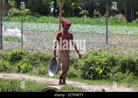 Agricoltore asiatico che cammina e trasporta ciotola ad un campo agricolo per raccogliere le colture mature in una zona rurale di Bogura, Bangladesh Foto Stock