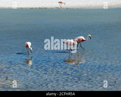 Fenicotteri nella laguna salata di Hedionda, Uyuni, Bolivia. È notevole per varie specie migratrici di fenicotteri bianchi rosa andini. Fenicottero andino. Foto Stock