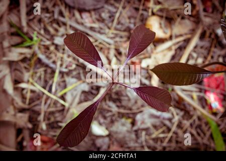 Bella pianta naturale del mango del bambino. Germogli giovani di alberi di mango in crescita. Foglie di Mango fresco di albero. Foto Stock