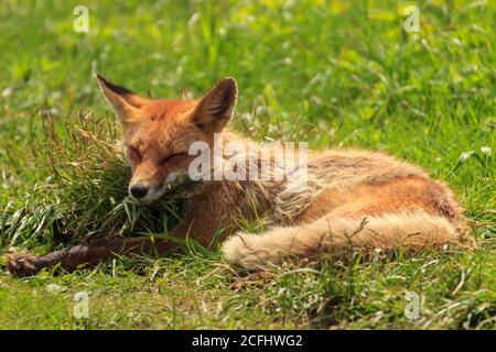 Una giovane volpe giace in una radura sull'erba verde, squints e crogioli al sole. Foto Stock
