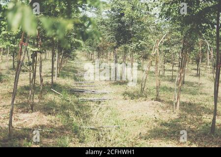 coltivazione di palissandro siamese in terreno agricolo. Dalbergia coccinchinensis silvicoltura Foto Stock