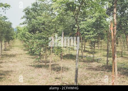 coltivazione di palissandro siamese in terreno agricolo. Dalbergia coccinchinensis silvicoltura Foto Stock