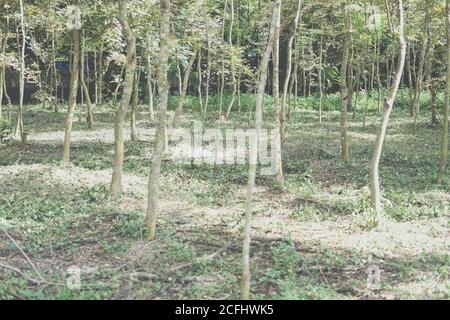 coltivazione di palissandro siamese in terreno agricolo. Dalbergia coccinchinensis silvicoltura Foto Stock