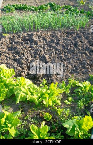 Freschi giovani spinaci e piante di scalogno su un prato di giardino soleggiato Foto Stock