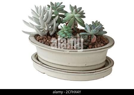 disposizione di succulenti in pentola di ceramica, isolamento su sfondo bianco Foto Stock