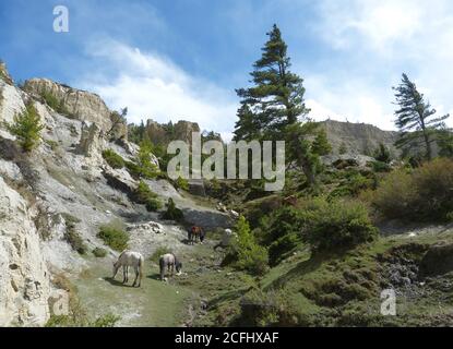 Himalaya, Mustang, Nepal. Regno proibito. Colline rocciose del Monte Nilgiri. Paesaggio Himalaya paesaggio. Bosco di conifere. Cavalli al pascolo sul prato. Foto Stock