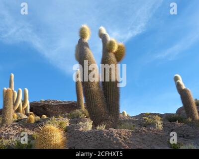 Cactus giganti a Salar de Uyuni, Bolivia. Isola di Cactus. Trichoreceus Cactus su Isla Incahuasi. Piante del deserto uniche. Meravigliosi esemplari di cactus. Foto Stock