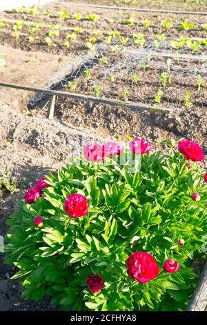 Peonie rosse lucenti in un giardino soleggiato primaverile con giovani rapaci e lattughe sullo sfondo. Con spazio di copia. Foto Stock