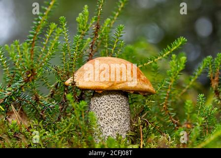 Fungo commestibile con cappuccio arancione che cresce in muschio verde. Leccinum aurantiacum raccolta di funghi nella foresta. Funghi commestibili nelle foreste settentrionali d'europa. Foto Stock