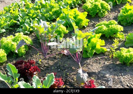 Lattuga fresca giovane verde e rossa e piante di kohlrabi rosso su una macchia di orto soleggiata. Vitamine sano biologico primavera coltivata in casa organico - Foto Stock