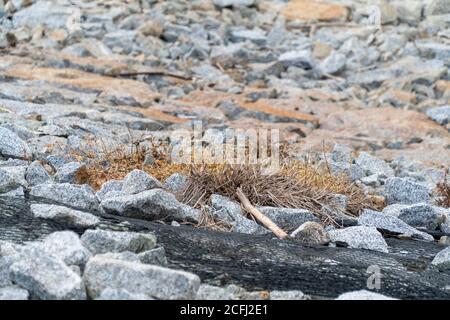 Australias natura e fauna selvatica Foto Stock