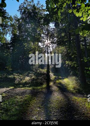 alba durante una giornata foggosa in una foresta con i raggi del sole. Foto Stock