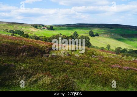 Heather brughiera in fiore attraverso le Nroth York Moors attraverso il dale sotto il cielo blu con le nuvole in estate a Glaisdale, Yorkshire, Regno Unito. Foto Stock