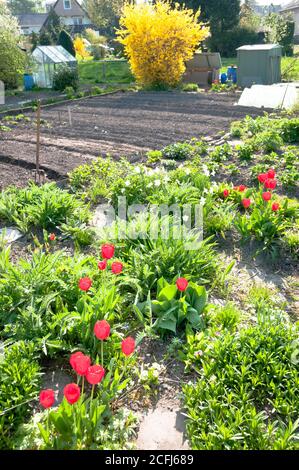 Tulipani rossi brillanti e forsite in un orto preparato quasi ancora vuoto al sole primaverile. Vitamine sana sprin biologico coltivato in casa Foto Stock