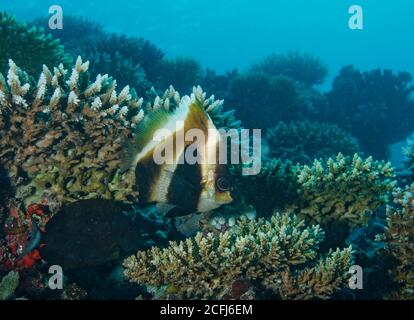 Phantom Bannerfish, Heniochus Pleurotaenia, sulla barriera corallina, Bathala, Maldive Foto Stock