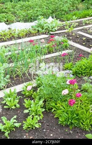 Fiori e verdure diverse su una toppa primaverile da giardino. Vitamine sano biologico homegrown primavera organico - immagine stock Foto Stock