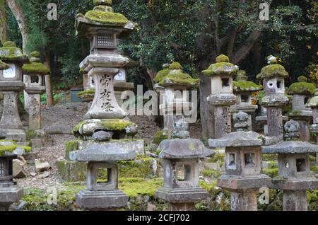 Lanterne di pietra con muschio a Kasuga Taisha nel santuario, Nara, Giappone Foto Stock