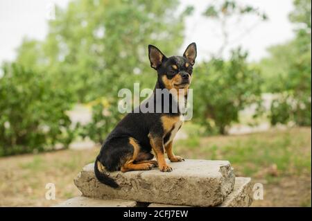 Animali domestici cane passeggiate per la strada. Cane Chihuahua per una passeggiata. Chihuahua nero, marrone e bianco. Cucciolo su una passeggiata. Ritratto del cane Foto Stock