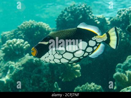 Clown triggerfish, Balistoides cospicillum, sulla barriera corallina nell'isola di Bathala, Ari Atoll, Maldive Foto Stock