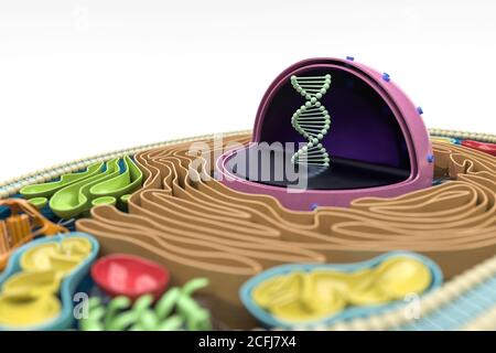 Rendering 3D della sezione trasversale delle cellule umane, anatomia colorata dettagliata, sfondo bianco, concentrazione sul DNA nel nucleo Foto Stock