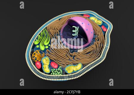 Rendering 3D della sezione trasversale della cellula umana, anatomia colorata dettagliata, vista dall'alto, sfondo nero Foto Stock