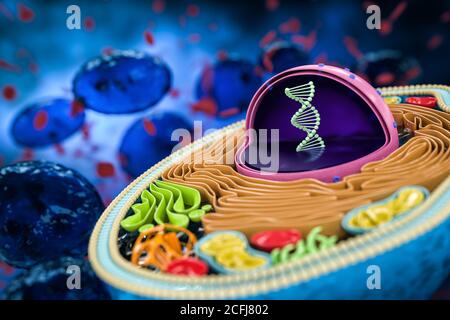 Rendering 3D della sezione trasversale delle cellule umane, anatomia colorata dettagliata, sfondo blu scuro, concentrazione sul DNA nel nucleo Foto Stock