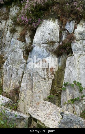 Craig Rhos-y-Felin, Pont Saeson. Crosswell, Pembrokeshire, dove alcuni bluestoni di Stonehenge sono stati squarciati Foto Stock