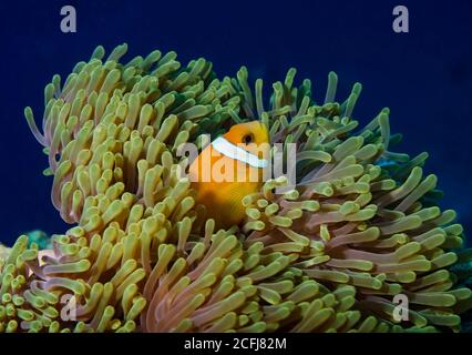 Maldive anemonefish, anfibio nigripes, in magnifico anenome, isola di Bathala, atollo di Ari, Maldive Foto Stock