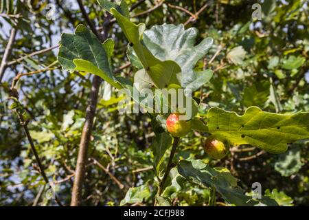 Mela di quercia o gall di quercia sulla parte inferiore di un albero di quercia (Quercus robur) foglia una fine estate / inizio autunno a Frensham Little Pond, Surrey, Inghilterra Foto Stock