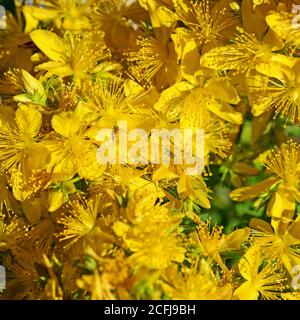 Fioritura di erba di San Giovanni, Hypericum perforatum Foto Stock