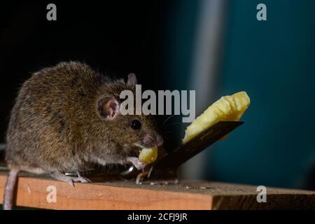 Autunno o caduta ed i topi vengono dentro dal Freddo,e la trappola è impostata Foto Stock