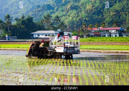 I coltivatori usano la macchina di piantine di riso di trapianto nel campo di risaia. Foto Stock