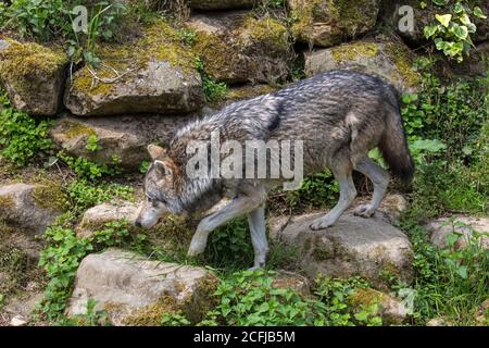 Paesi Bassi, Kerkrade, GaiaZoo, lupo grigio/grigio (Canis lupus). Foto Stock