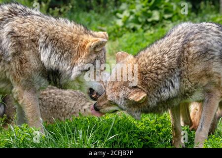 Paesi Bassi, Kerkrade, GaiaZoo, lupi grigi/grigi (Canis lupus). Foto Stock