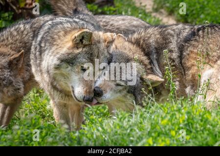 Paesi Bassi, Kerkrade, GaiaZoo, lupi grigi/grigi (Canis lupus). Foto Stock