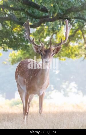 Un daino si ferma all'ombra sotto un baldacchino Di alberi in Bushy Park West Londra Foto Stock