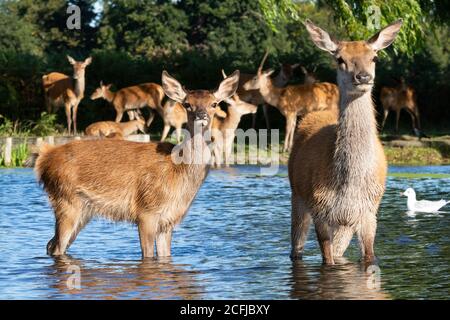 Un paio di cervi rossi fermano nel profondo del ginocchio in un fresco lago durante l'alta stagione estiva, a Bushy Park, Londra Ovest Foto Stock