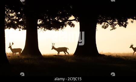 Tre daini si susseguono attraverso gli alberi in una mattina nebbiosa a Bushy Park, Londra ovest Foto Stock