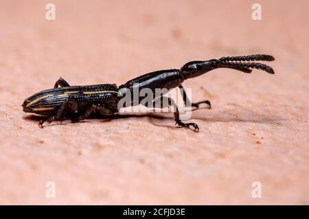 Weevil dal serpente dritto del genere Brentus Foto Stock