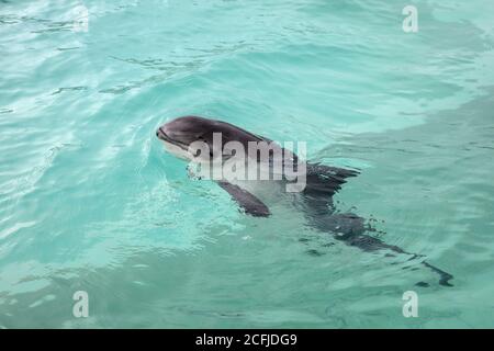 Paesi Bassi, Isola di Texel, De Koog. Ecomare, Centro informazioni per il Mare di Wadden e Mare del Nord, museo di storia naturale e di suggelli e porpoise santtua Foto Stock