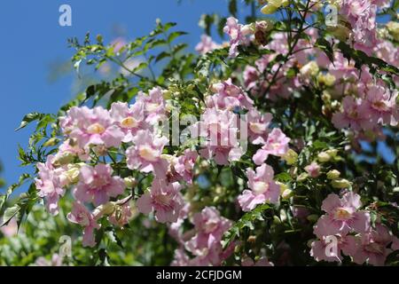 Bignonia Rosada (Podranea Ricasoliana). Foto Stock