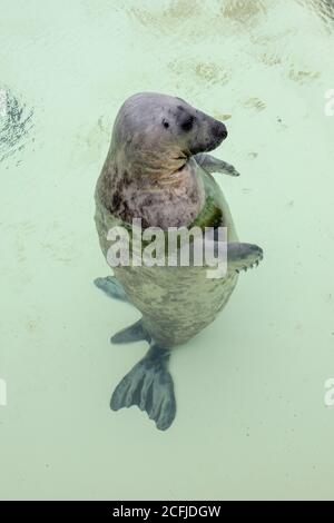 Paesi Bassi, Isola di Texel, De Koog. Ecomare, Centro informazioni per il Mare di Wadden e Mare del Nord, museo di storia naturale e di suggelli e porpoise santtua Foto Stock