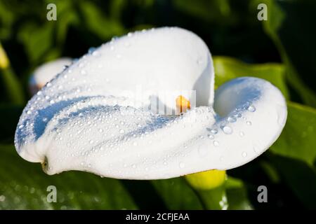 Bellissimi fiori di giglio di calla bianca che fioriscono nel campo di Jhuzihu a Taipei, Taiwan. Foto Stock